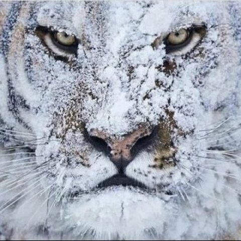 دانلود آهنگ چالش به نام صدای غرش ببر