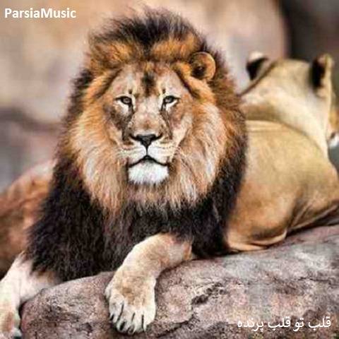 دانلود آهنگ ابی قلب تو قلب پرنده